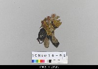 藏品(中國北京皮影)的圖片